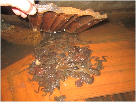 长白山林蛙高效养殖及利用关键技术体系研究与示范